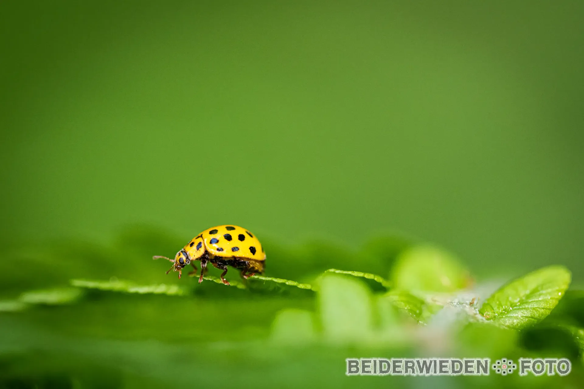 Featured photography