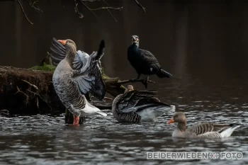 10022024-130822-2-wildlife