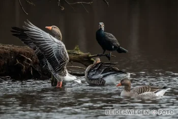 10022024-130822-3-wildlife