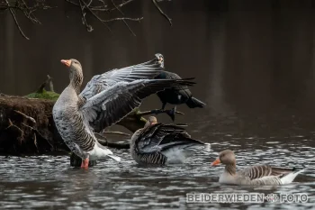 10022024-130822-wildlife