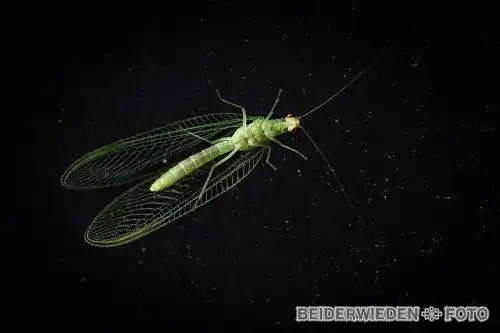 02082014-231933-macro