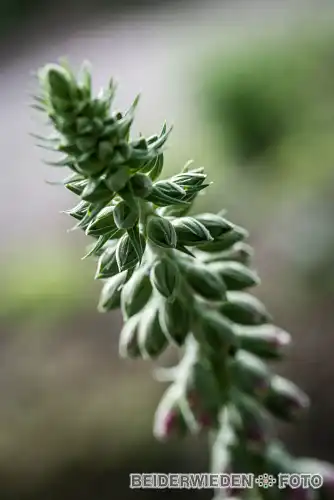 18052018-164205-macro