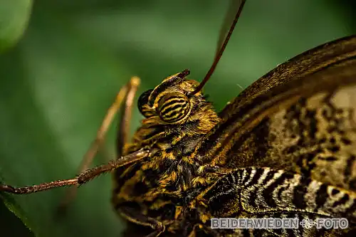 20102018-134556-macro