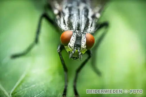 23012018-112314-macro