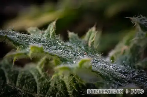 28022021-122437-macro