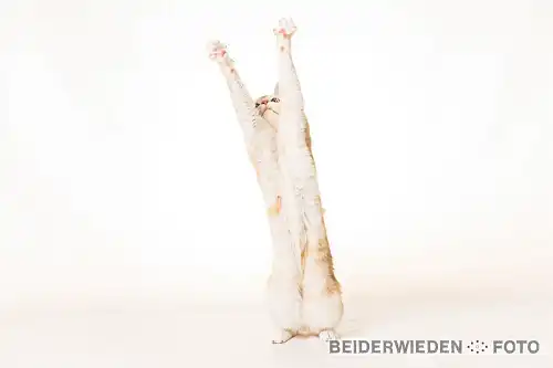 04072021-170232-misc