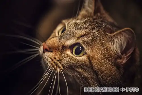 20052013-214343-misc