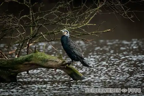 10022024-132451-wildlife