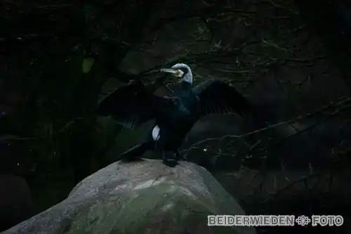 11022024-091812-wildlife