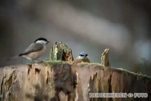 20012024-160508-wildlife